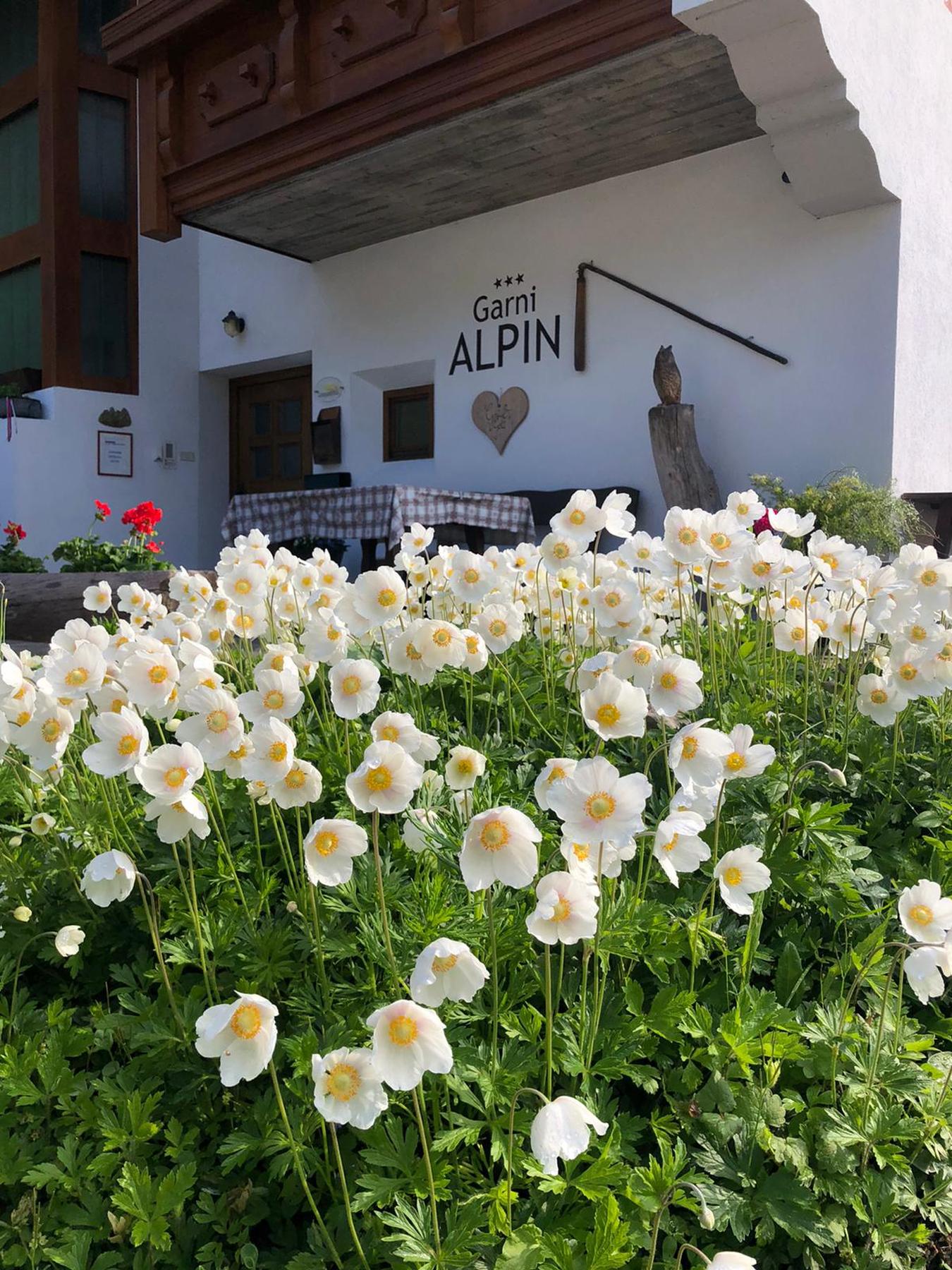 Garni Alpin Seis am Schlern Südtirol Dolomiten Seiser Alm Gästezimmer Frühstück Unterkunft Bed & Breakfast Wintersport Wandern (28)
