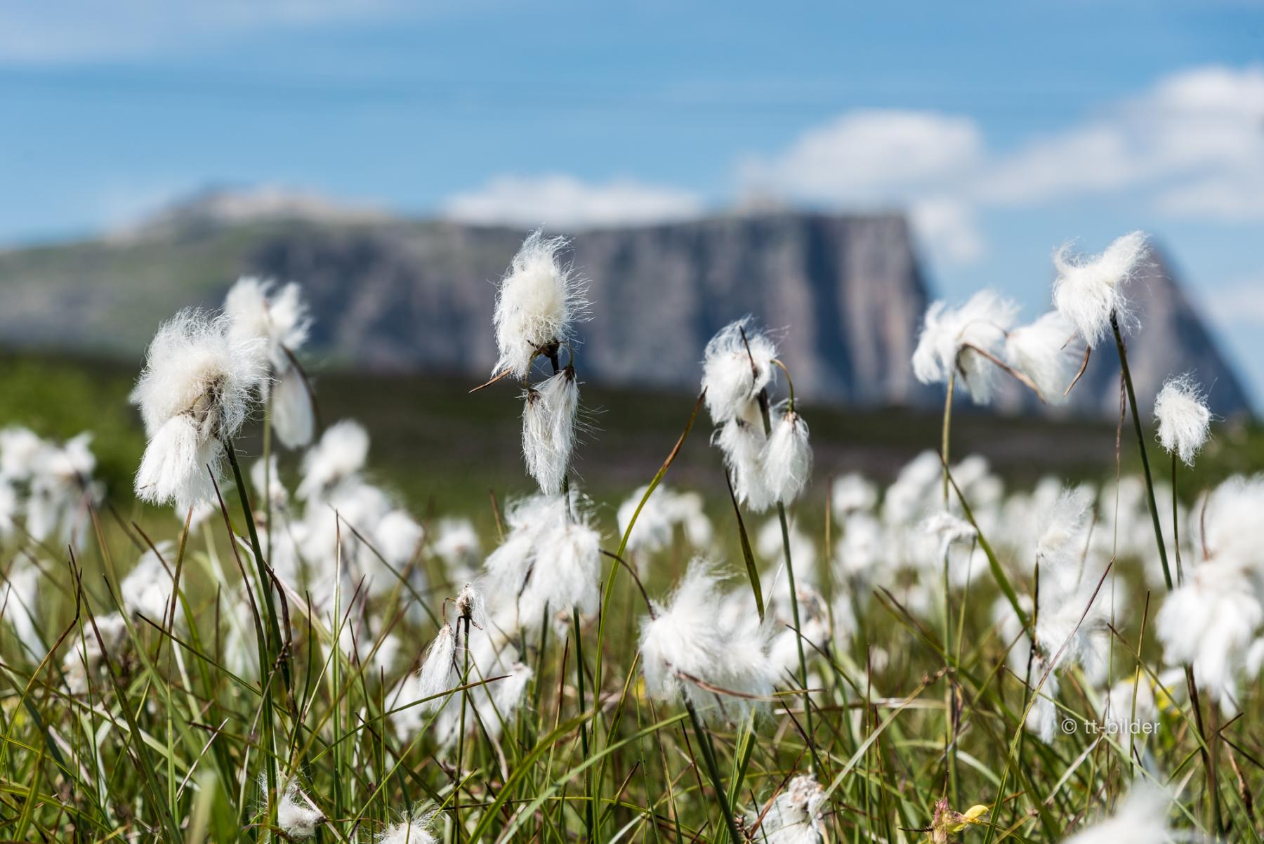 Garni Alpin Seis am Schlern Südtirol Dolomiten Seiser Alm Gästezimmer Frühstück Unterkunft Bed & Breakfast Wintersport Wandern (4)