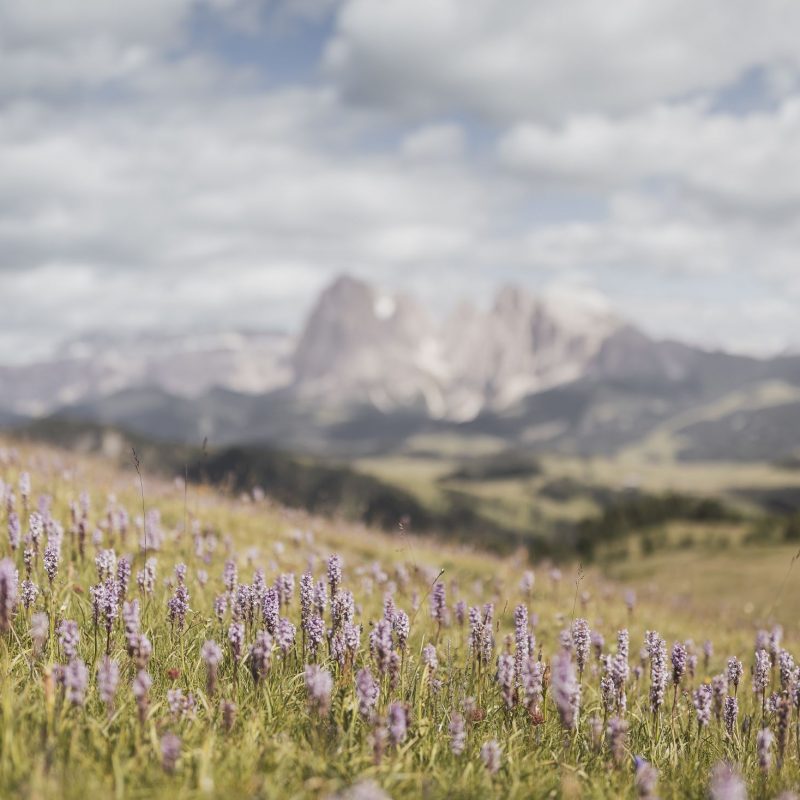 naturparadies seiser alm urlaub seiser alm sommer wanderferien dolomiten aktivsport familienurlaub südtirol bergurlaub naturgenuss (5) naturparadies seiser alm urlaub seiser alm sommer wanderferien dolomiten aktivsport familienurlaub südtirol bergurlaub naturgenuss (5)